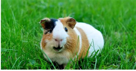 pet water bottle leaking|Water Bottle leaks : r/guineapigs